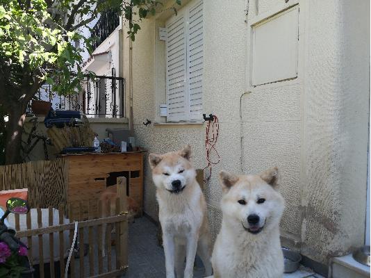 Κοινωνικός 1,5 ετών, Αρσενικός Akita Inu μεγαλωμένος με τους γονείς του...